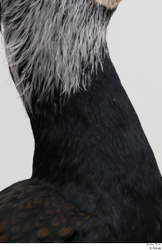 Neck Bird Animal photo references